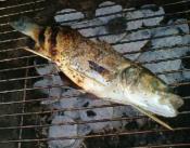 How to BBQ Seabass Recipe